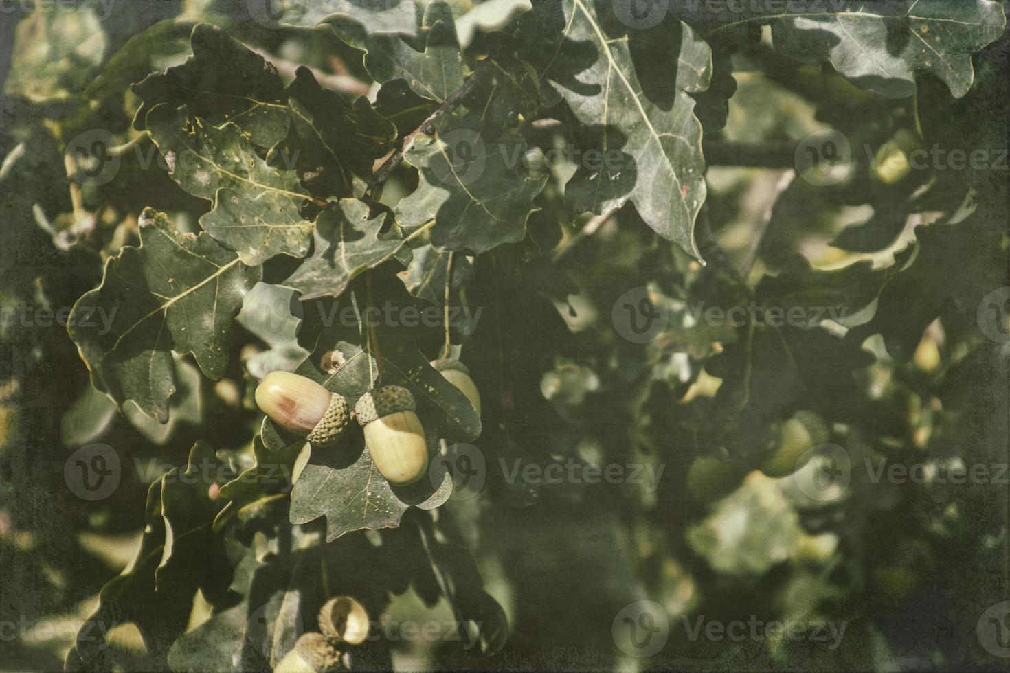 green autumn acorns on the branch of an oak among the leaves photo