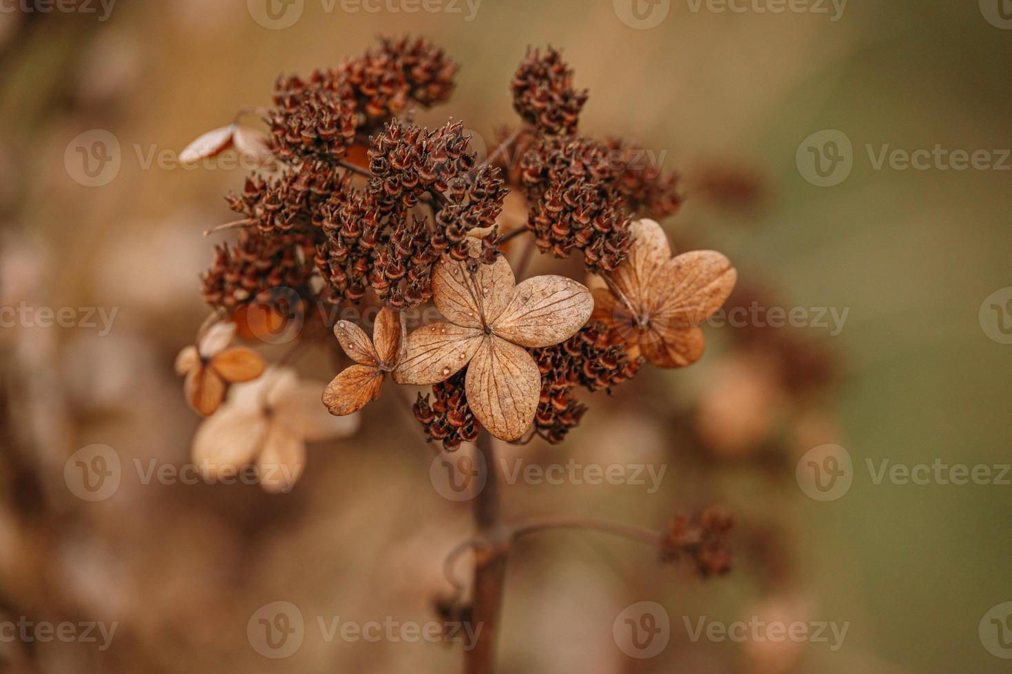 brown withered ornamental flowers in the garden on a cool autumn day photo