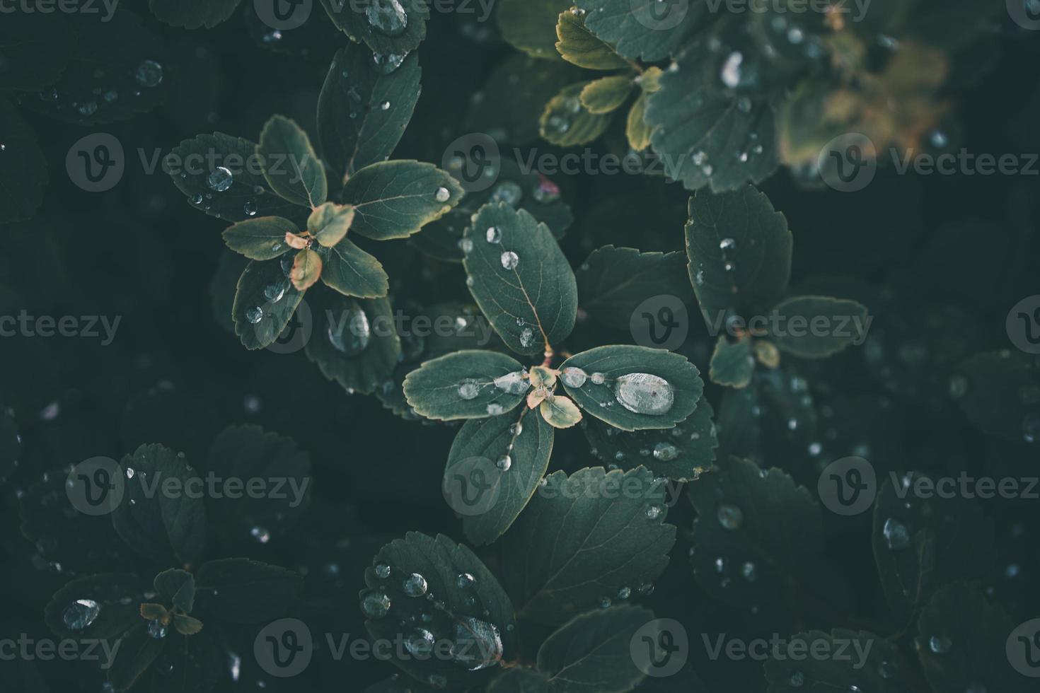 rain drops in close-up on the leaves of the plant photo