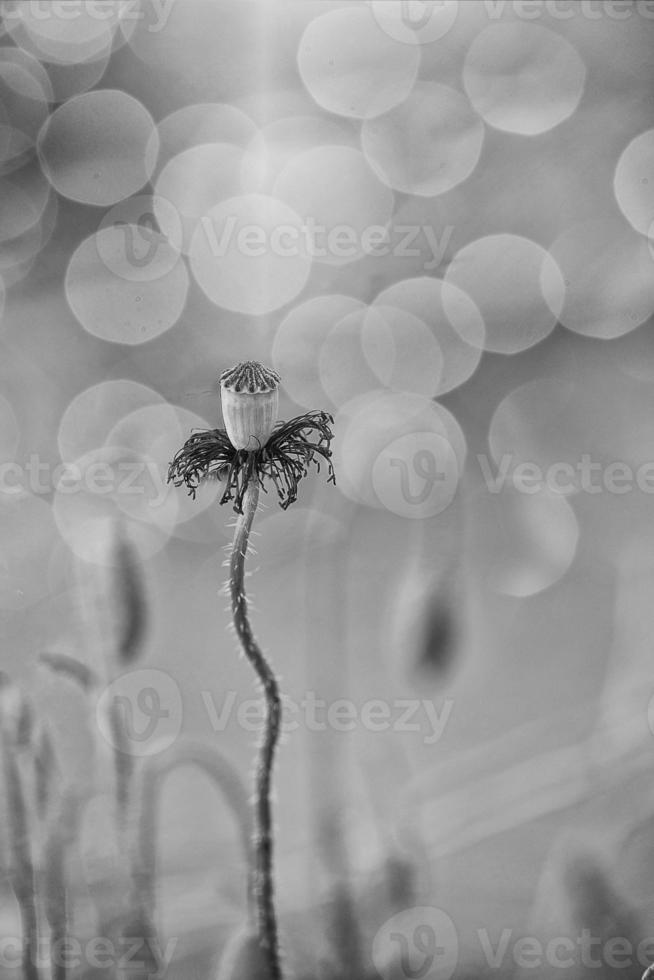 close-up r ed poppy in a spring meadow on a pastel background photo