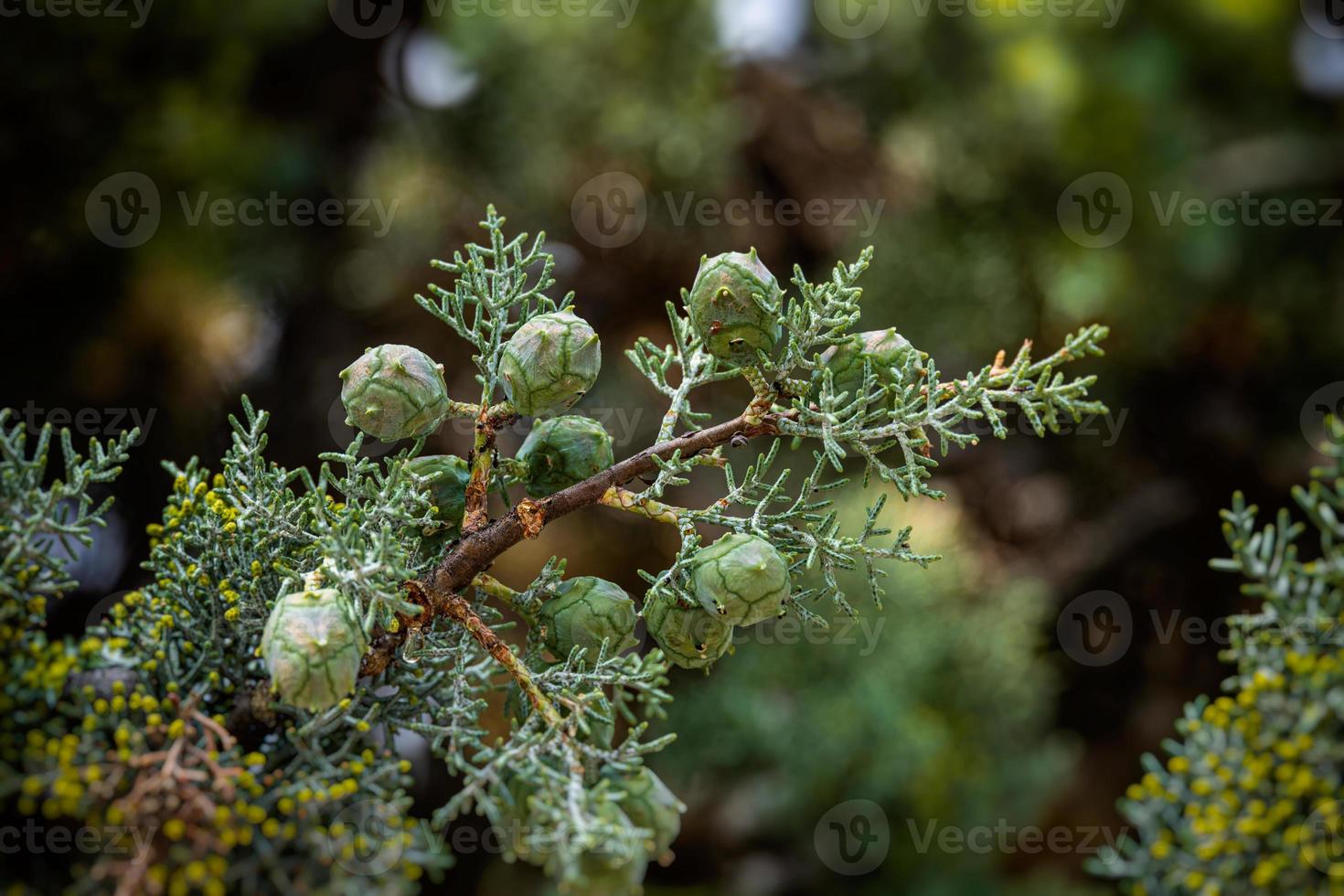 green cypress tree forming a backdrop on a summer day in Spain photo