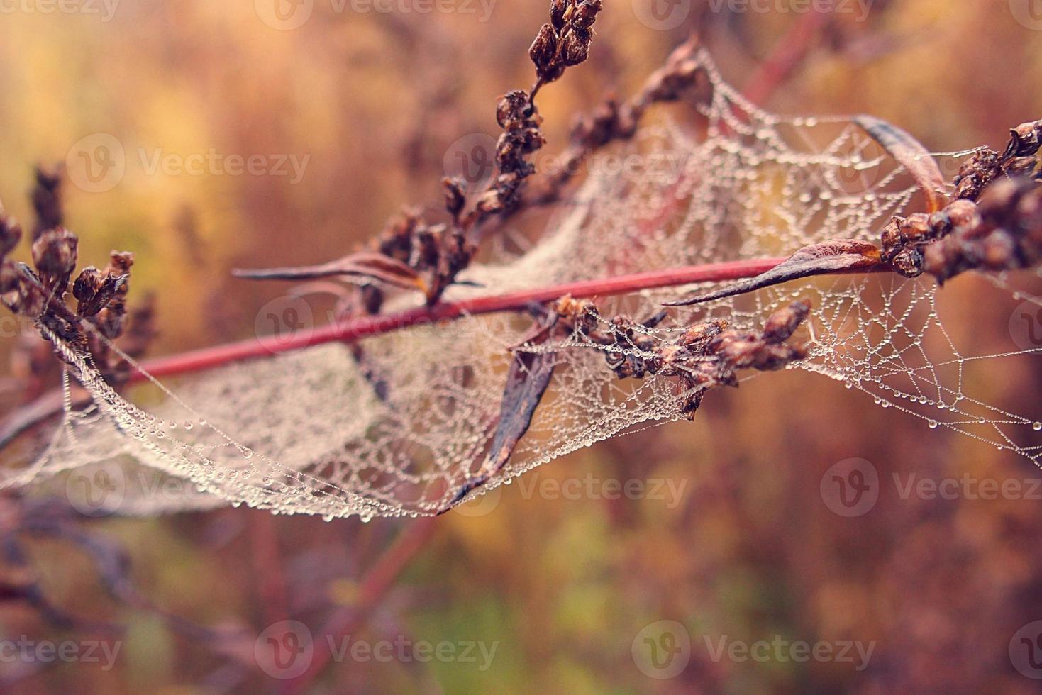 autumn spider web in the fog on a plant with droplets of water photo