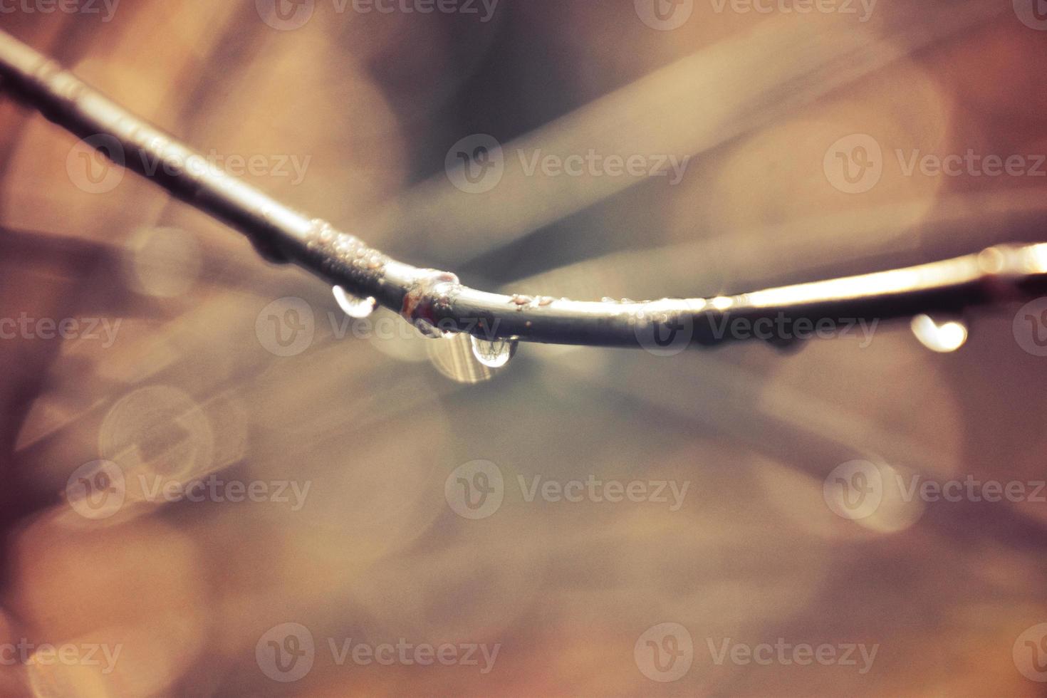 autumn branches of a tree dressed in leaves and raindrops shining in the sun photo