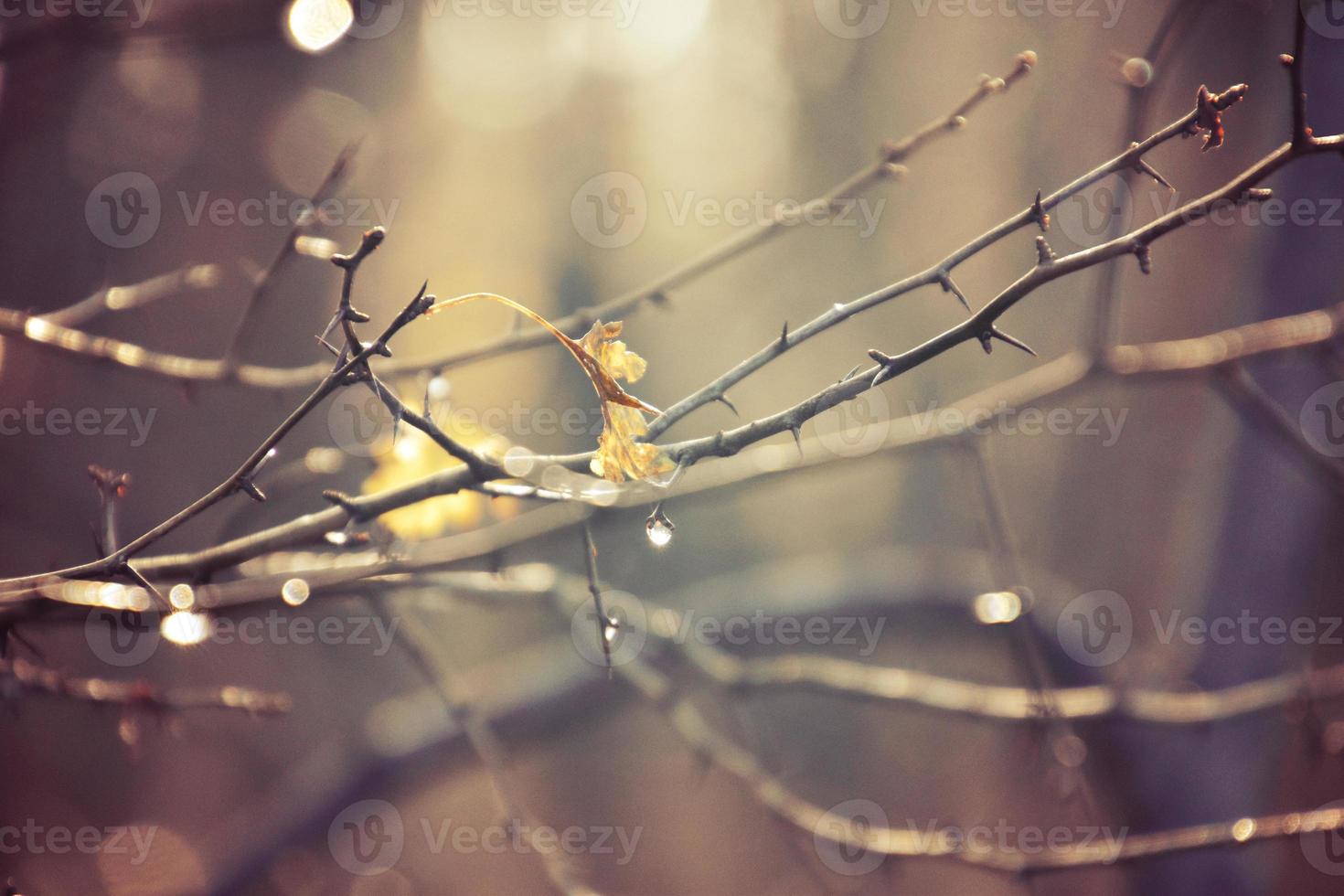 otoño ramas de un árbol vestido en hojas y gotas de lluvia brillante en el Dom foto