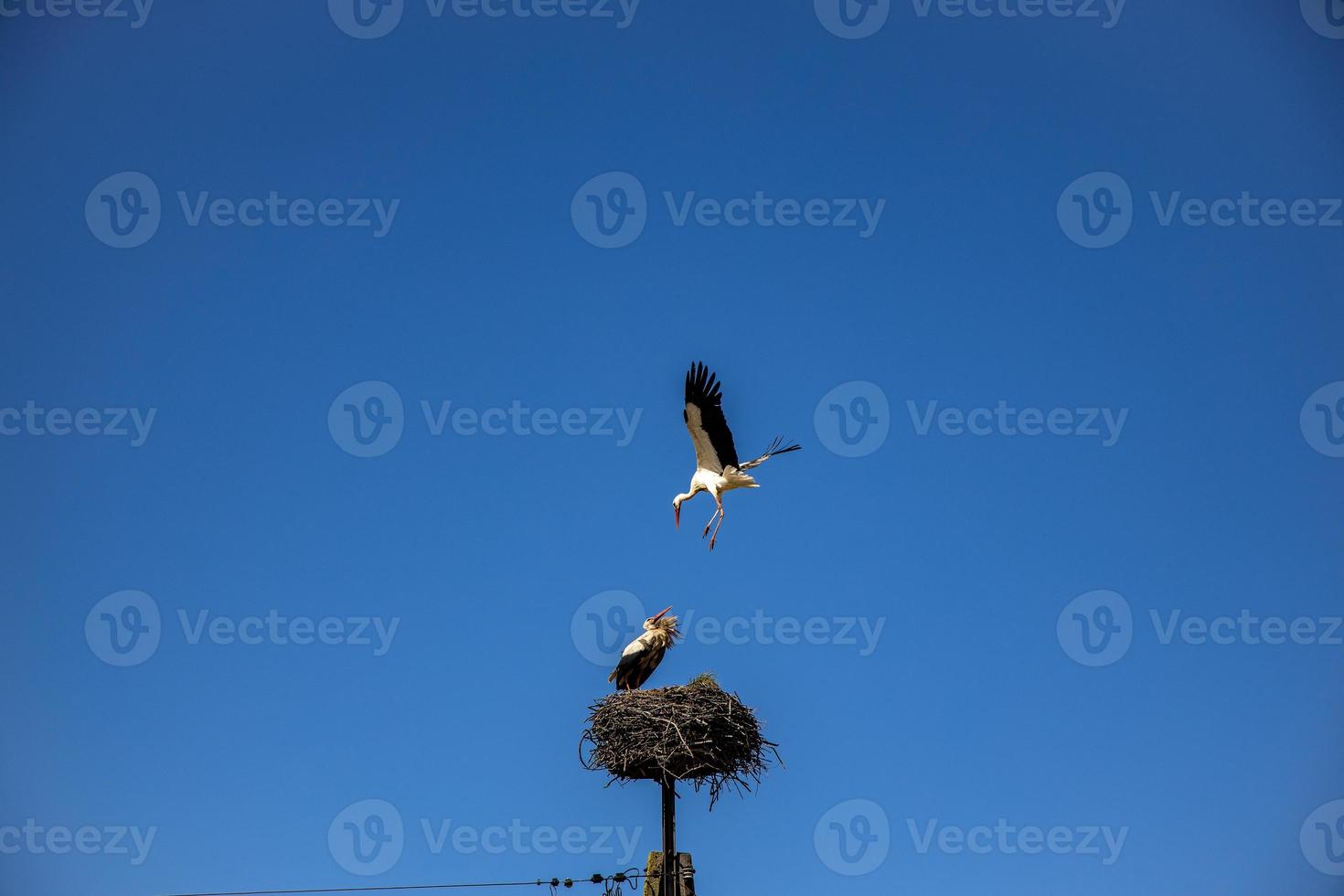free birds storks on a background of the blue sky in flight fighting for gniazo in the spring photo