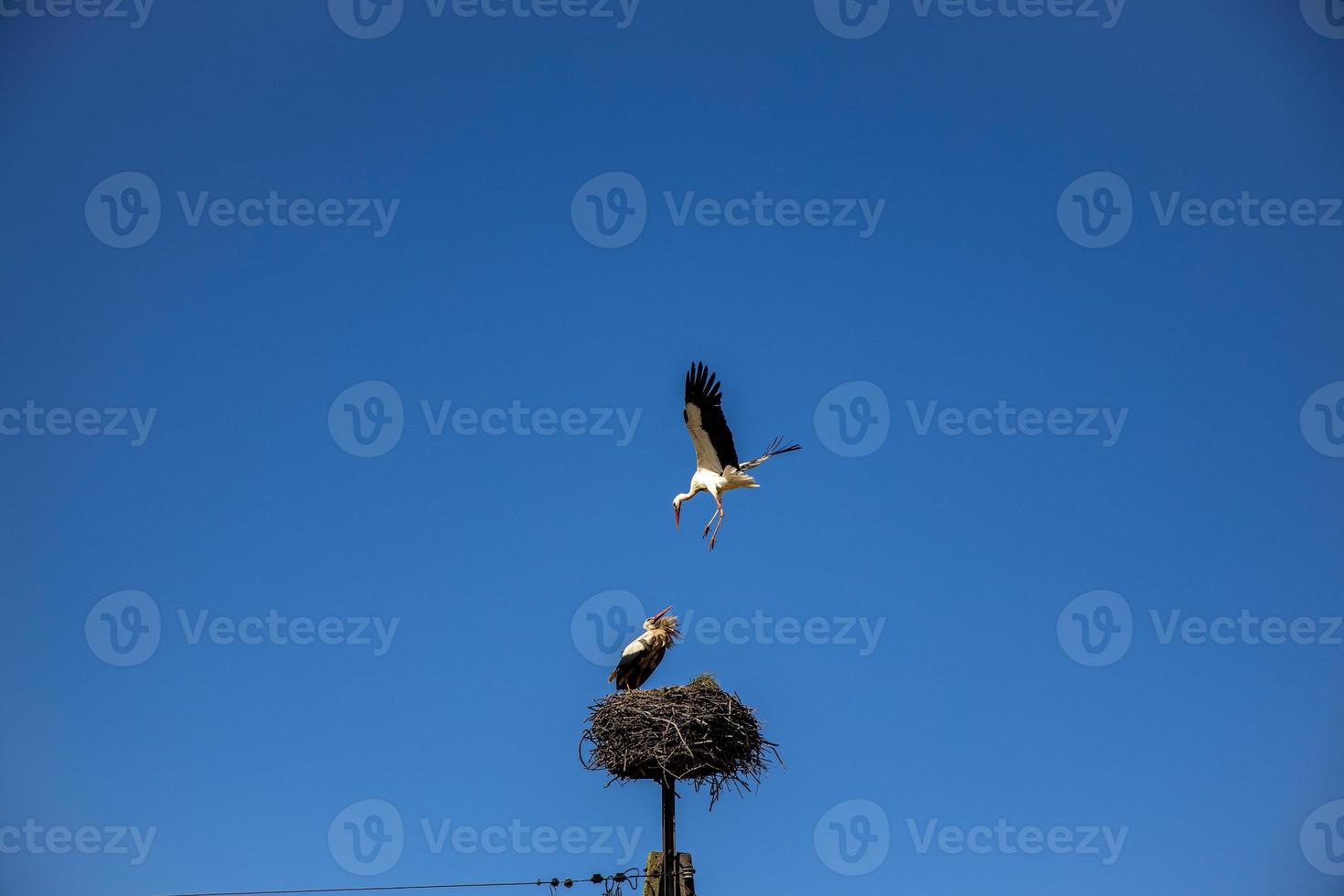 free birds storks on a background of the blue sky in flight fighting for gniazo in the spring photo