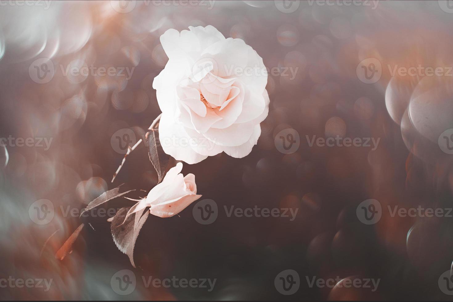 white rose in warm autumn sun in closeup and bokeh photo