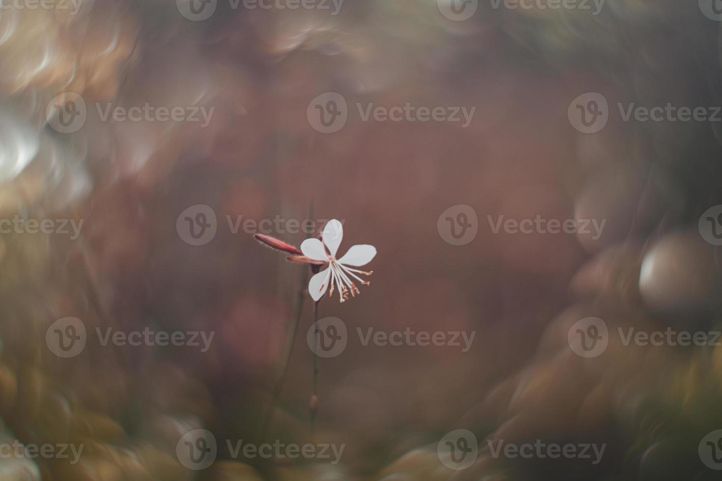 little delicate autumn flowers in the garden on a background with bokeh photo