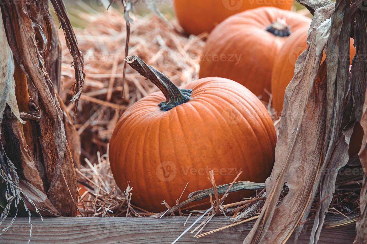 big autumn orange pumpkins in an outdoor garden photo