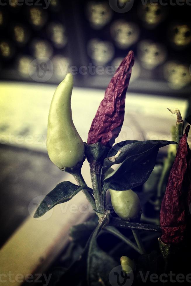 red tasty autumn decorative pepper in a pot photo