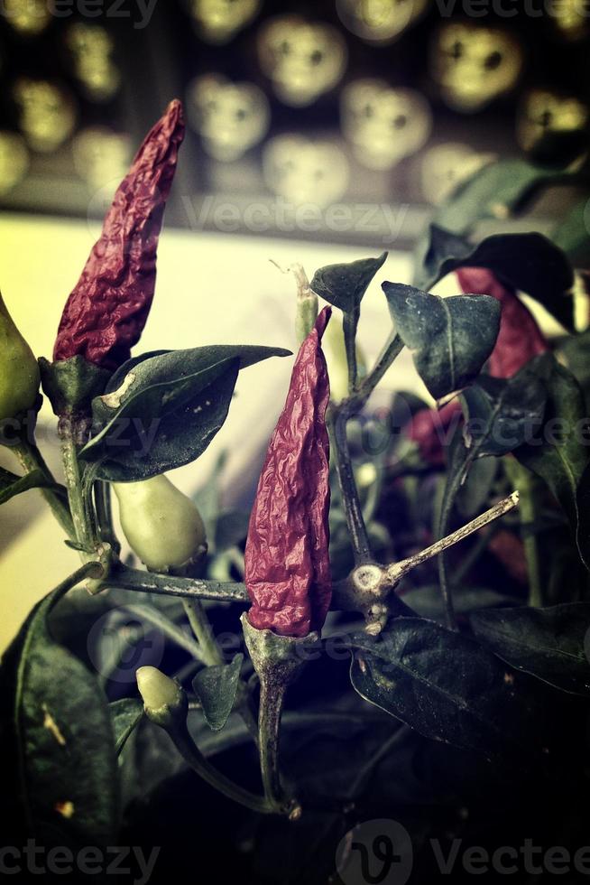 red tasty autumn decorative pepper in a pot photo