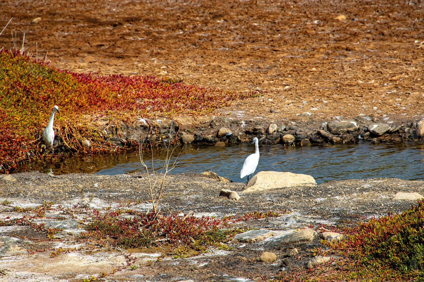 natural scenery lake on the spanish canary island gran canaria in maspalomas with water, dunes plants and wild birds photo