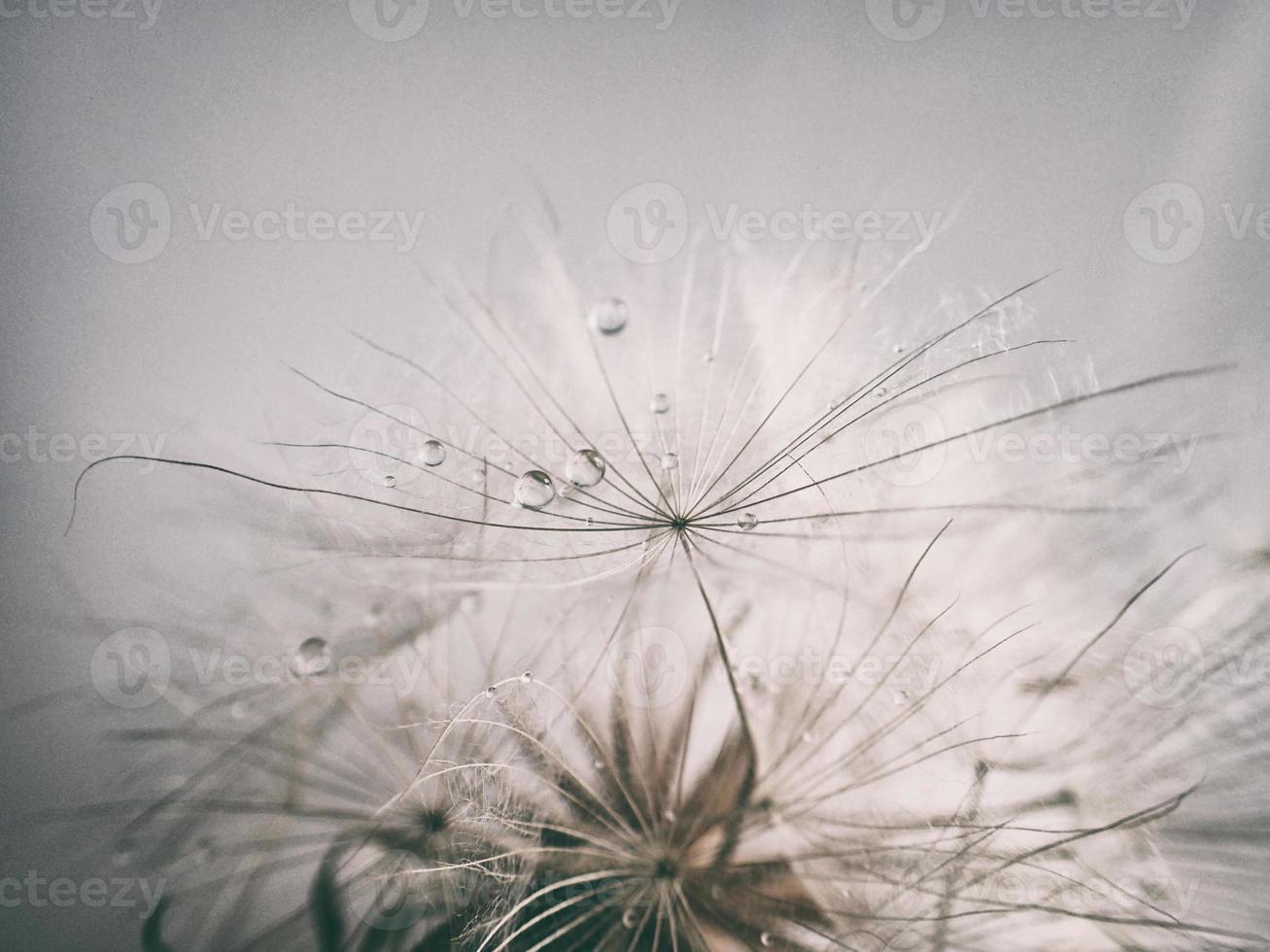 beautiful summer natural flower dandelion in close-up photo