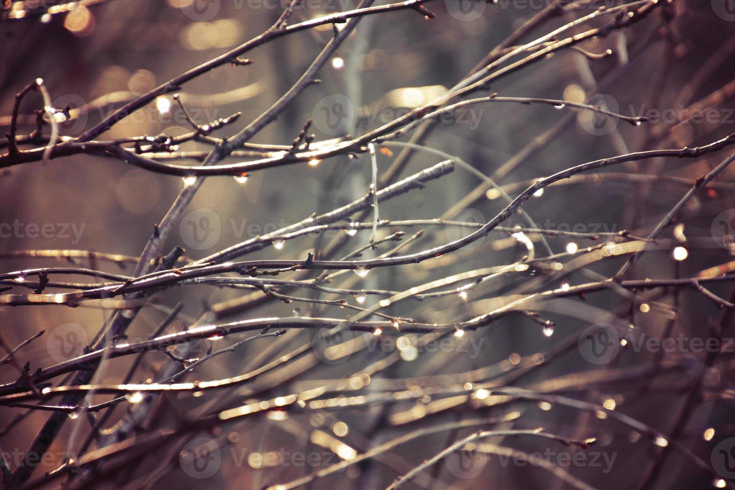 otoño ramas de un árbol vestido en hojas y gotas de lluvia brillante en el Dom foto