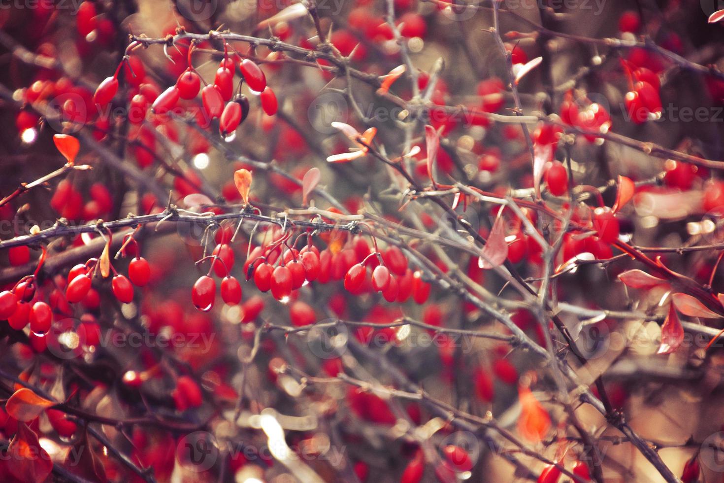 autumn red bush barberry in the rays of the morning sun, photo