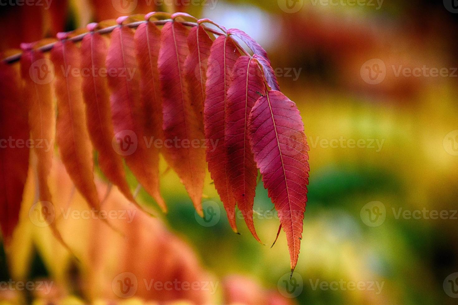 autumn red leaves on the bush illuminated by the warm afternoon sun photo