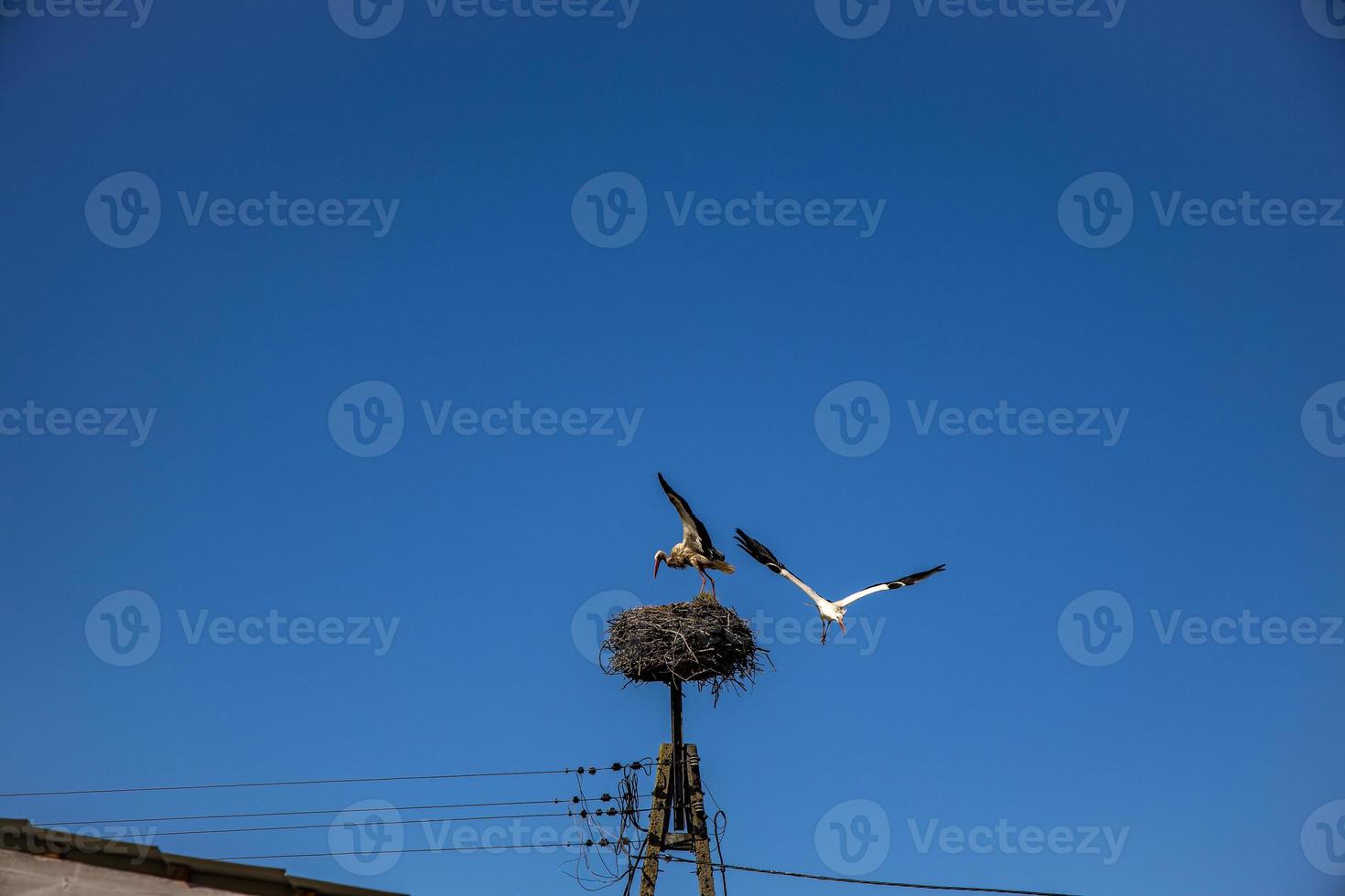 free birds storks on a background of the blue sky in flight fighting for gniazo in the spring photo