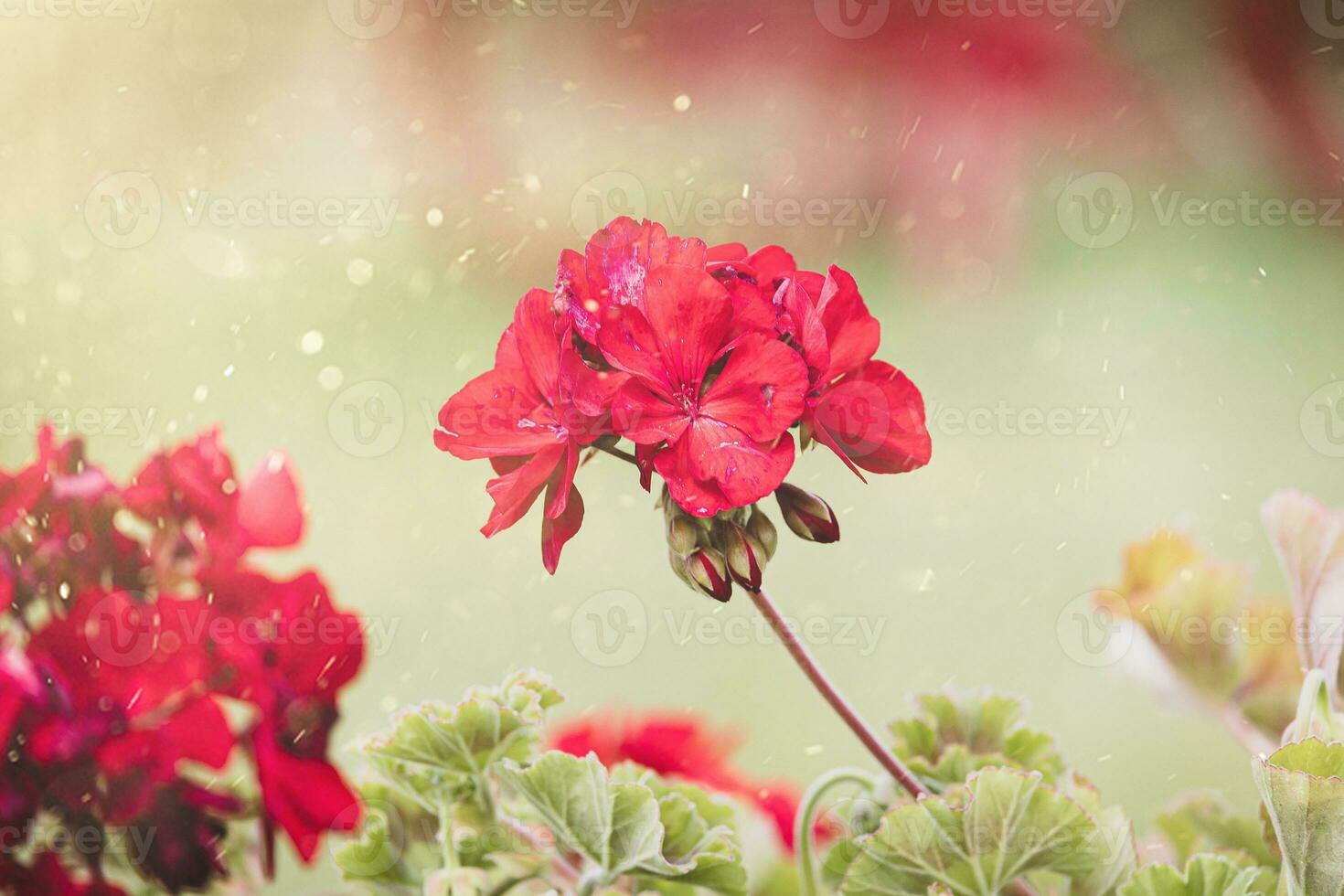 red geranium in close-up in the garden on a green background photo