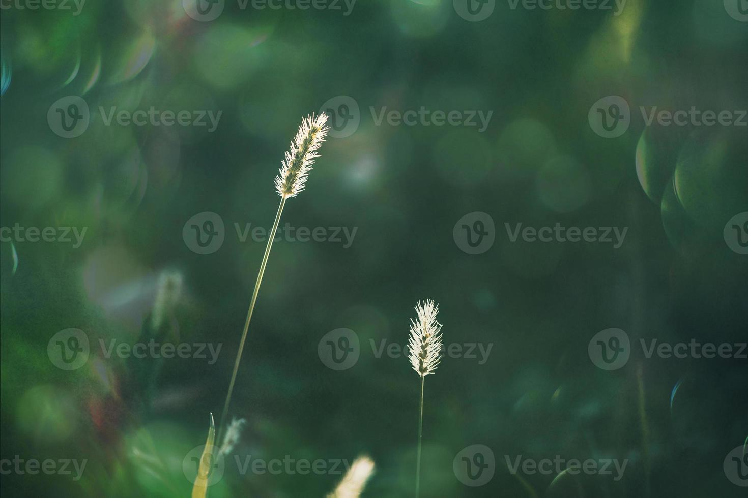 summer grass in a meadow in the warm summer sun on a green background photo