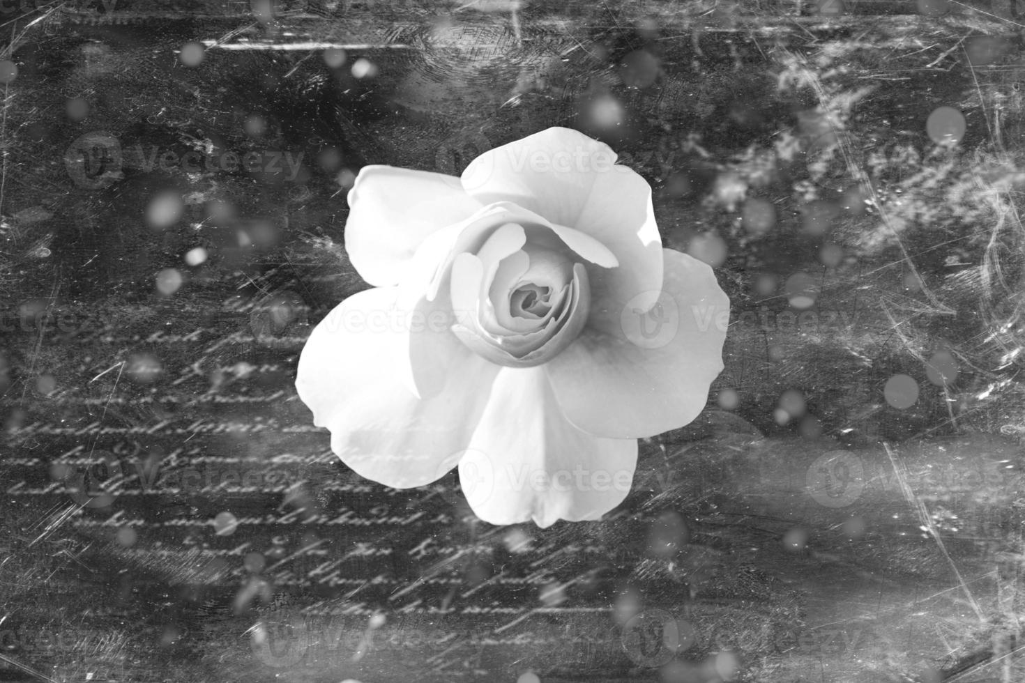 white rose in warm autumn sun in closeup and bokeh photo