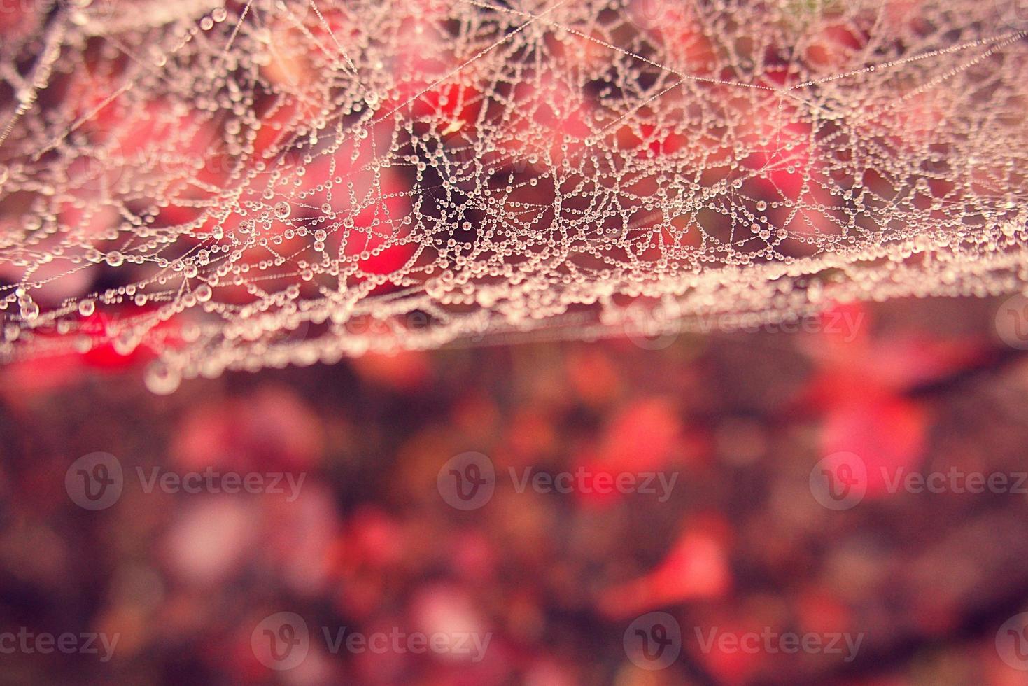 otoño araña web en el niebla en un planta con gotas de agua foto