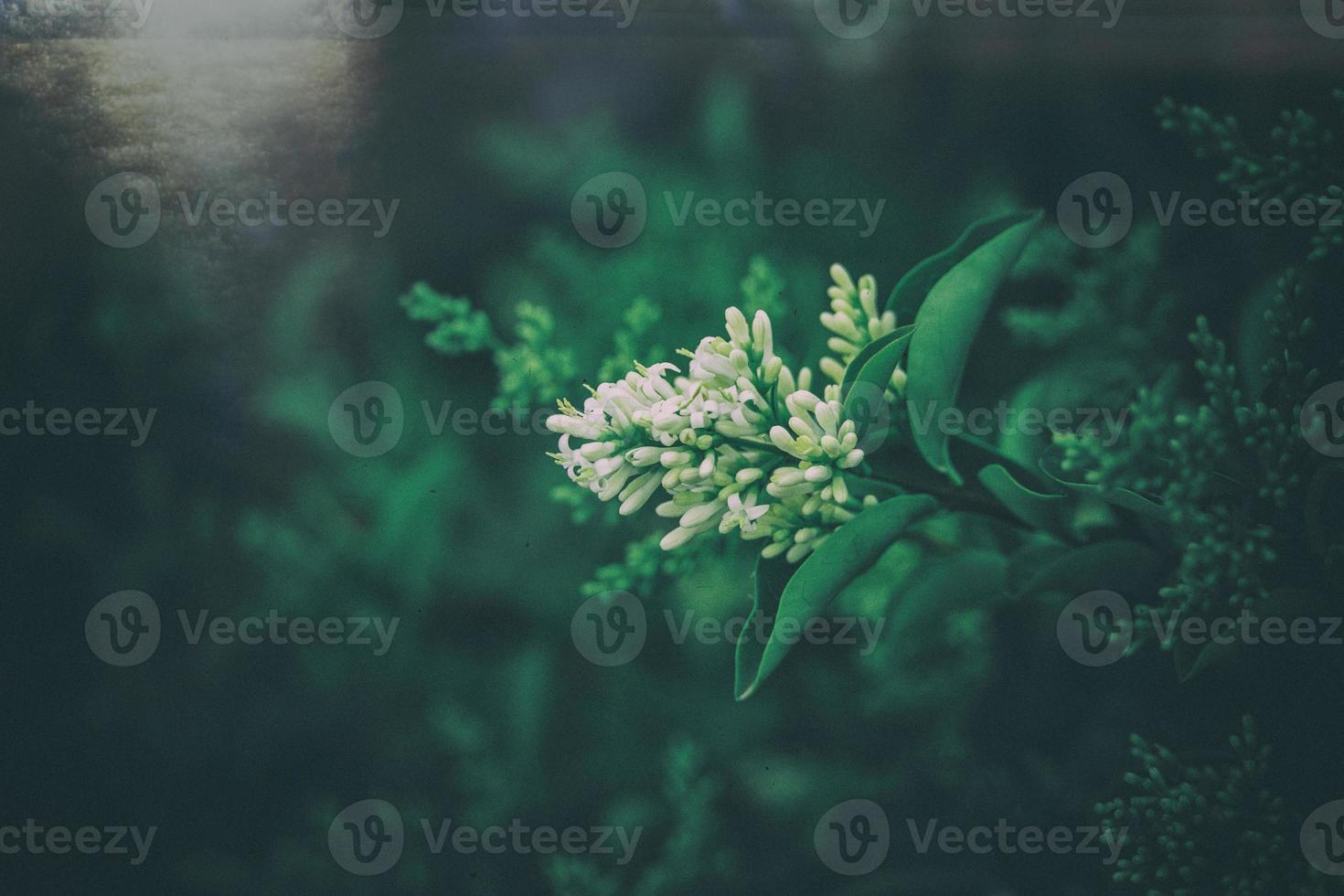 l white flower of a bush close-up against a background of green leaves in sunshine spring day in the park photo