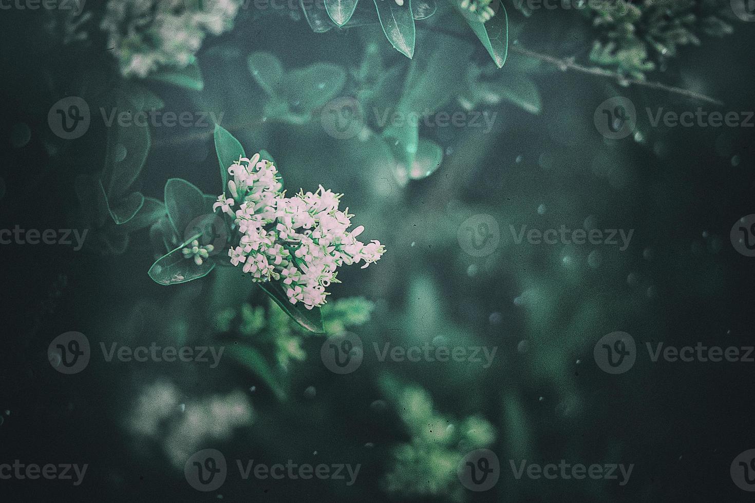 l white flower of a bush close-up against a background of green leaves in sunshine spring day in the park photo