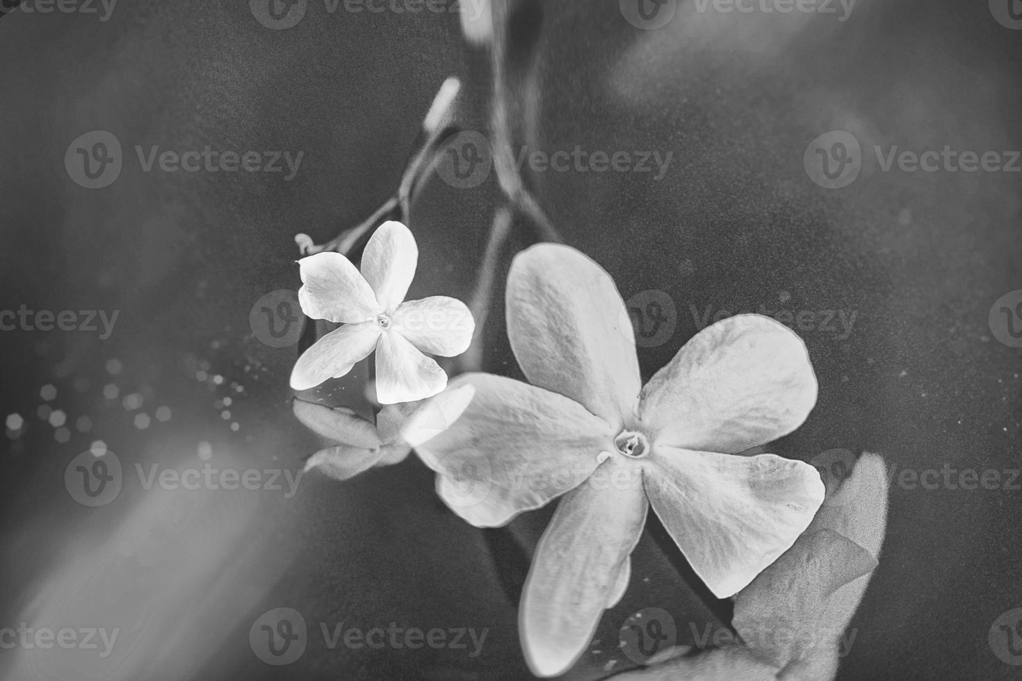 close-up beautiful small delicate single jasmine flower for background photo