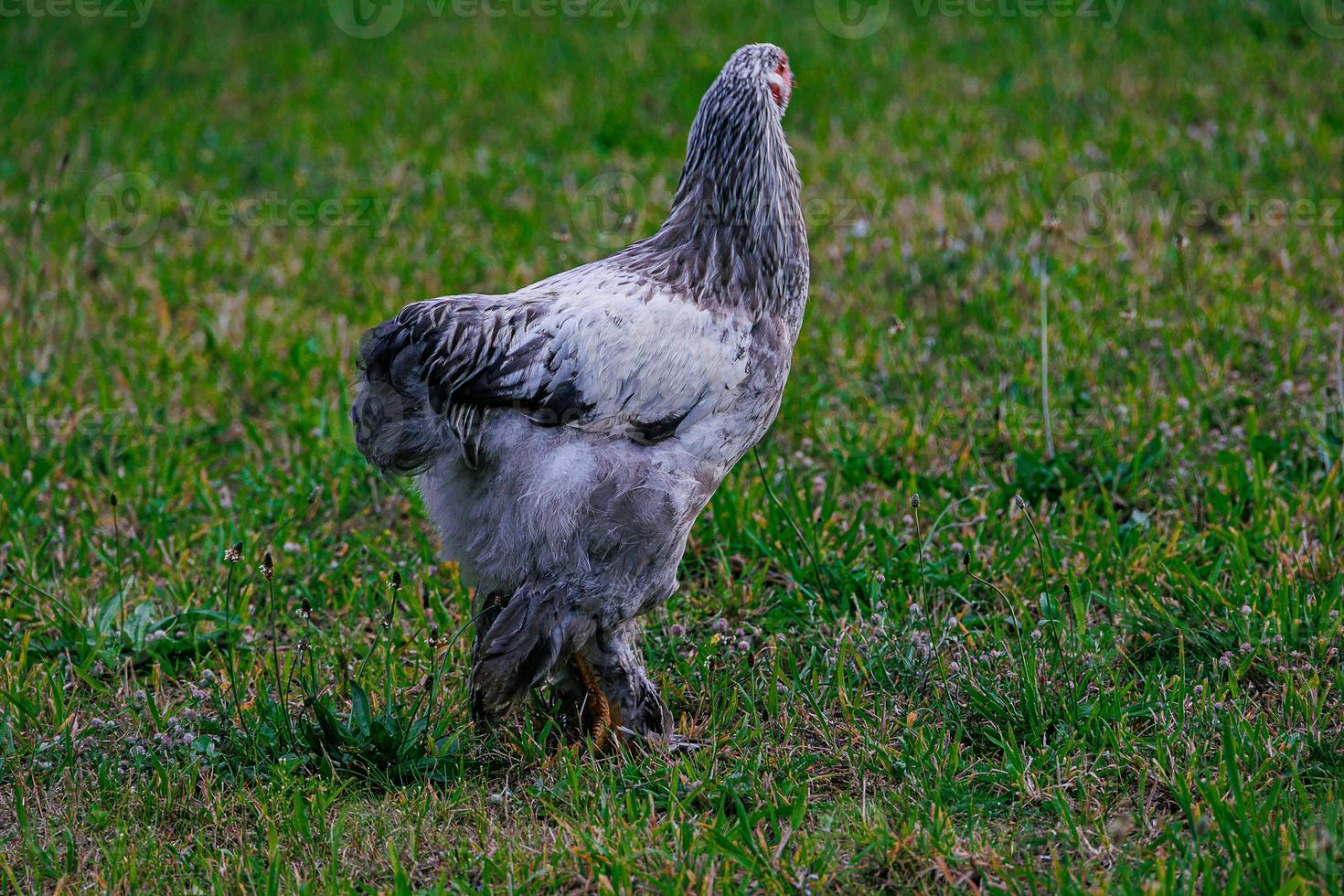 de pura raza gallinas en el verde césped en el jardín en un verano día orgánico agricultura foto