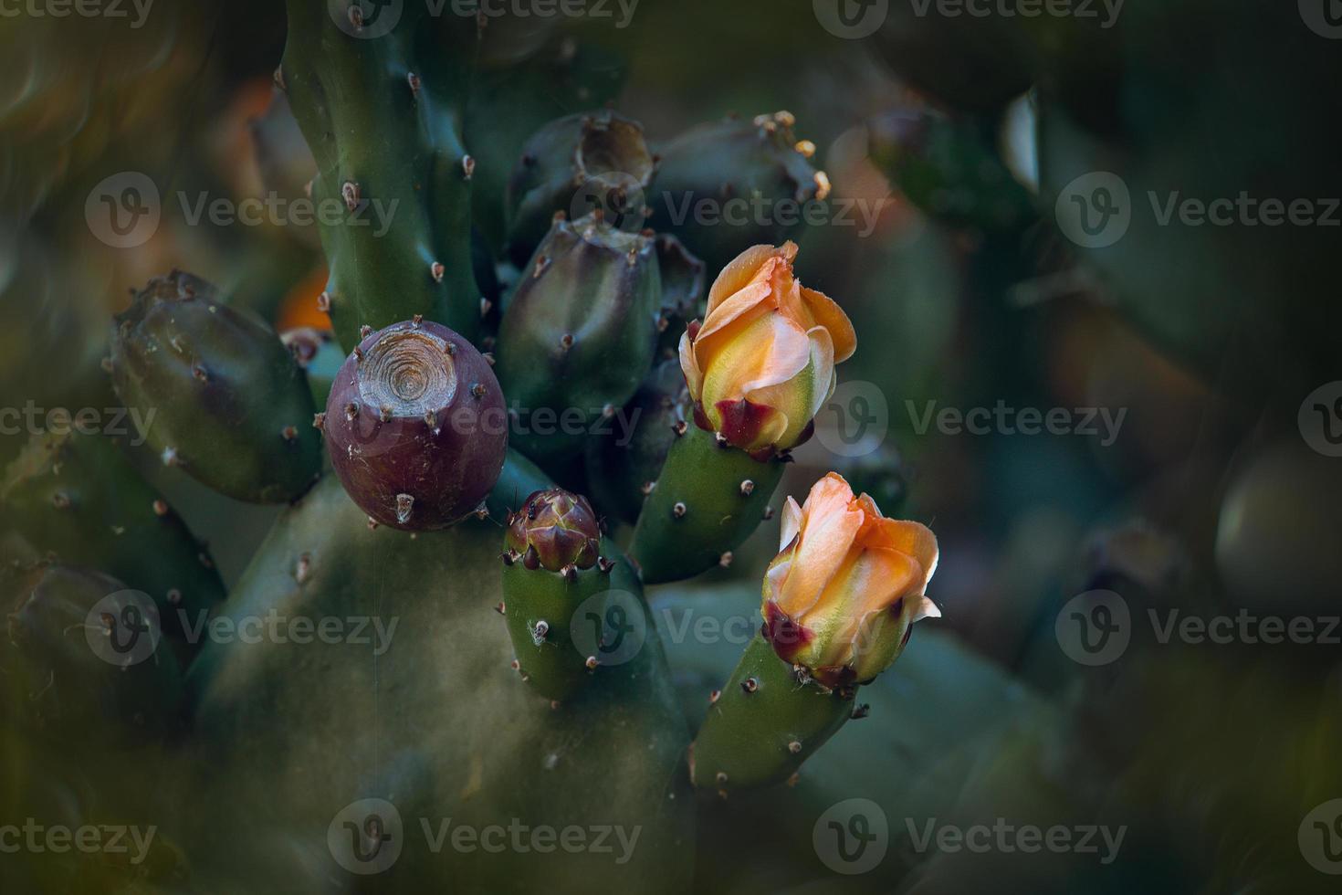 orange prickly pear flower on a cactus in a garden on a dark green background photo