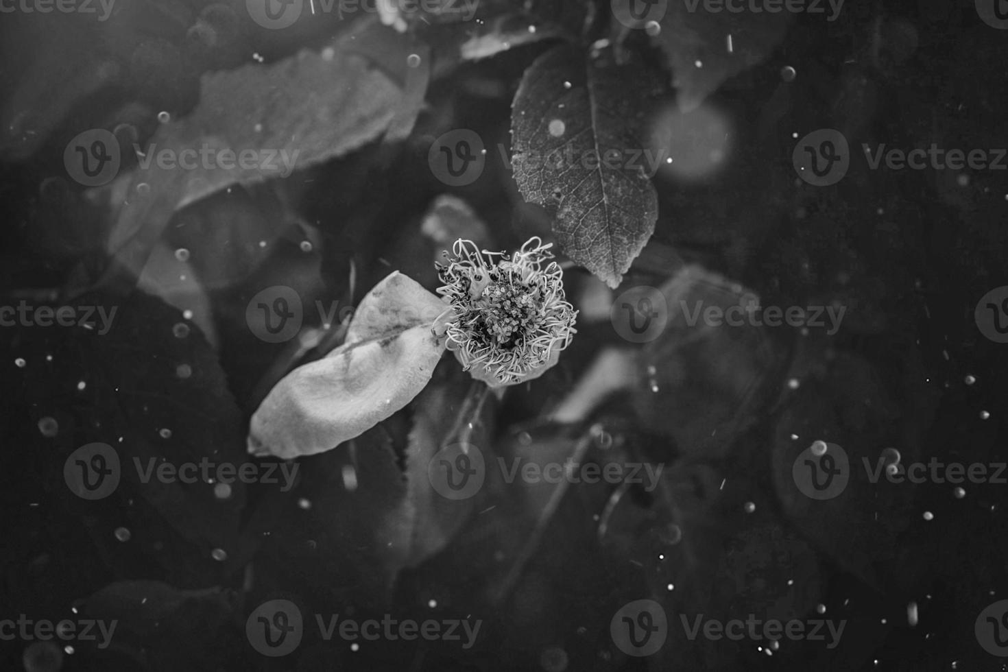 yellow rose in the summer garden on a dark background photo