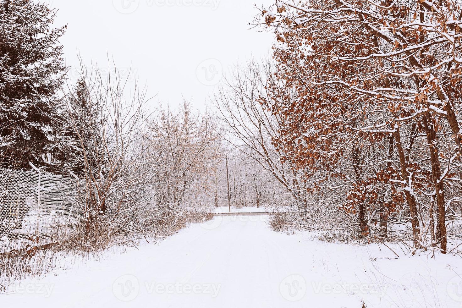 winter natural landscape with snow-covered trees in the forest and a narrow path photo