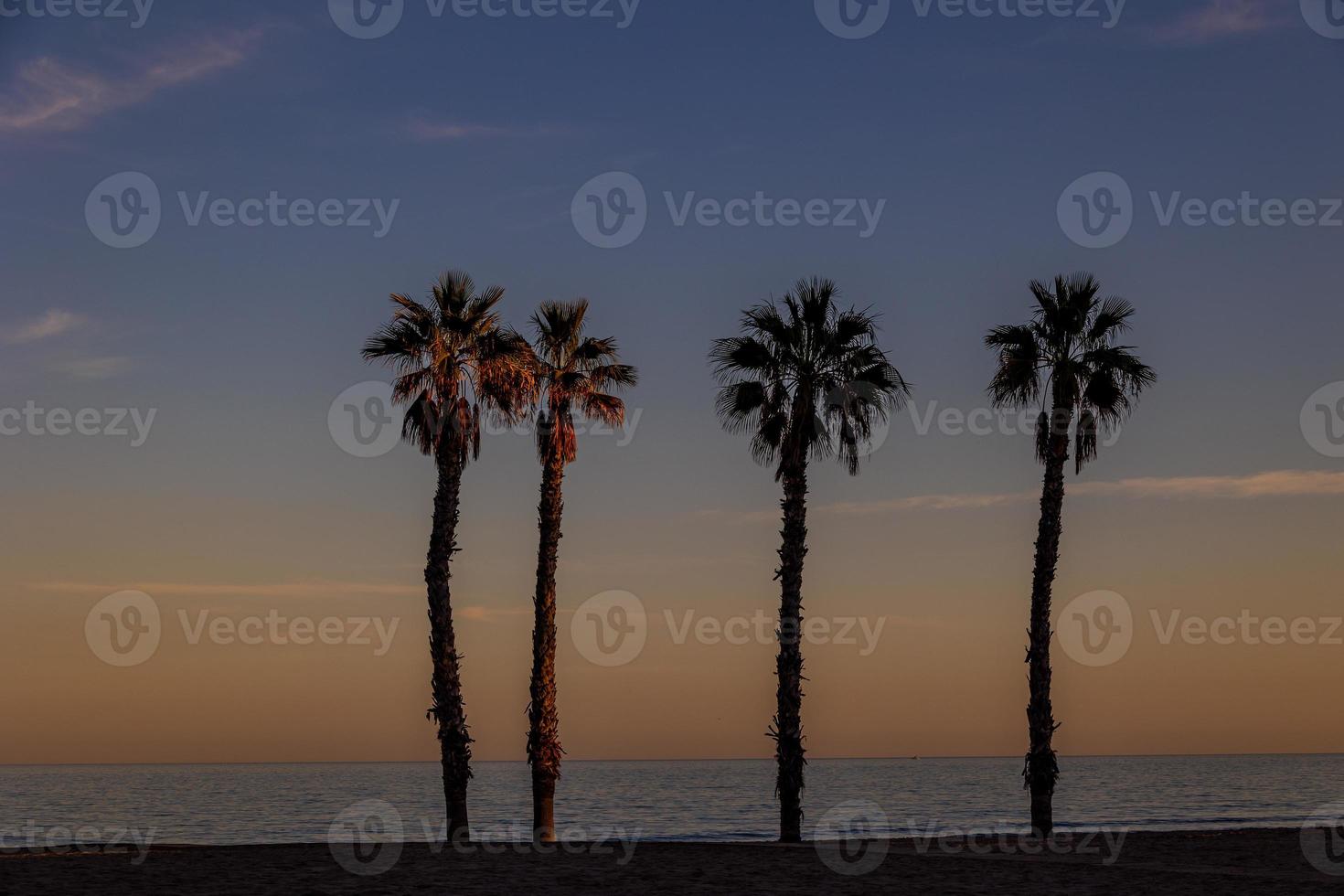 seaside landscape peace and quiet sunset and four palm trees on the beach photo