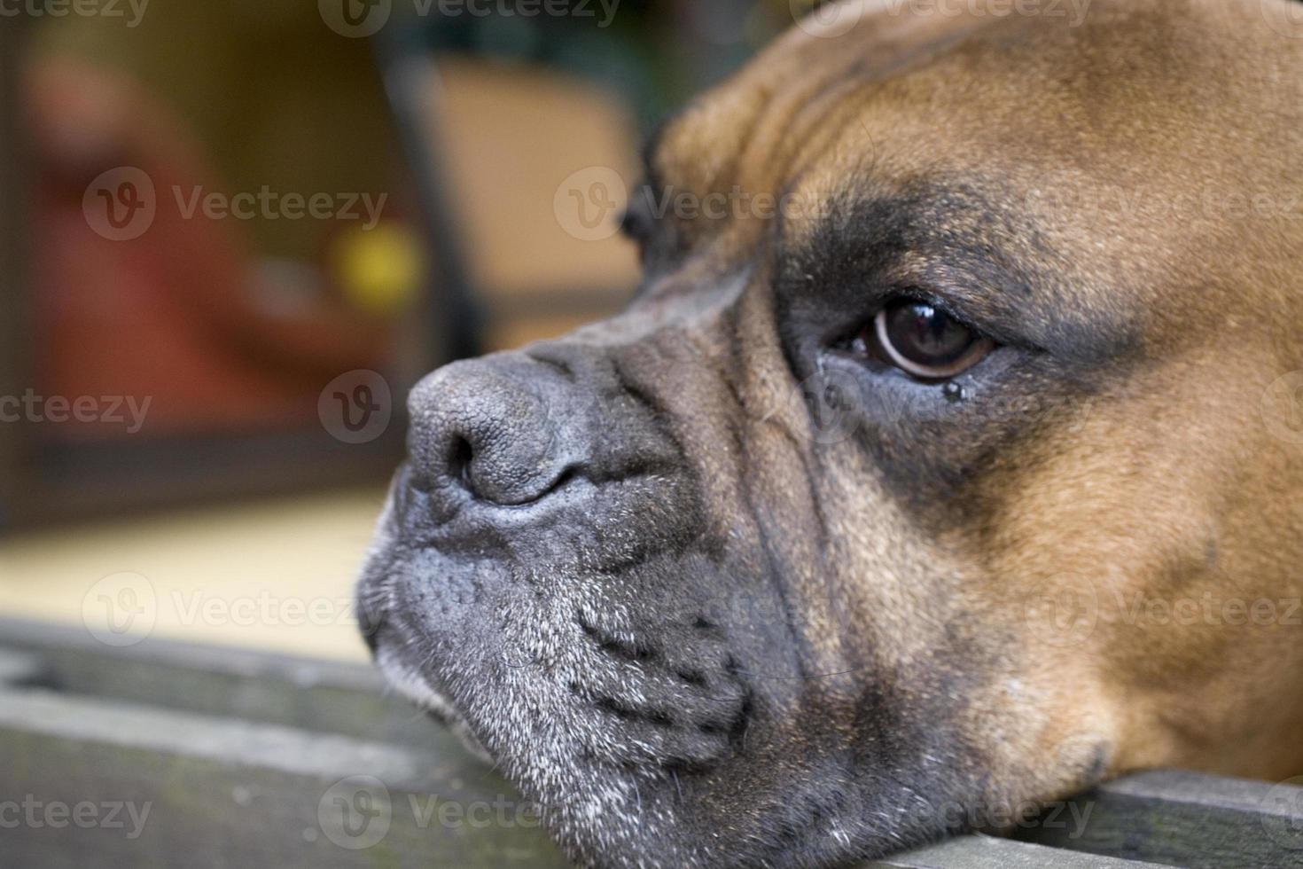 brown head dog breeder boxer looking through a wooden fence photo