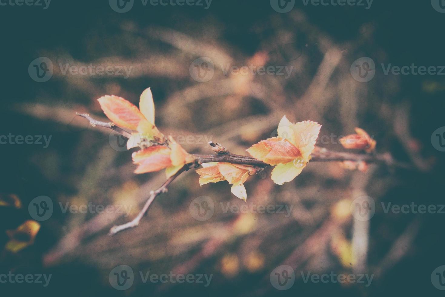 delicate leaves on branches in the warm spring sunshine in March photo