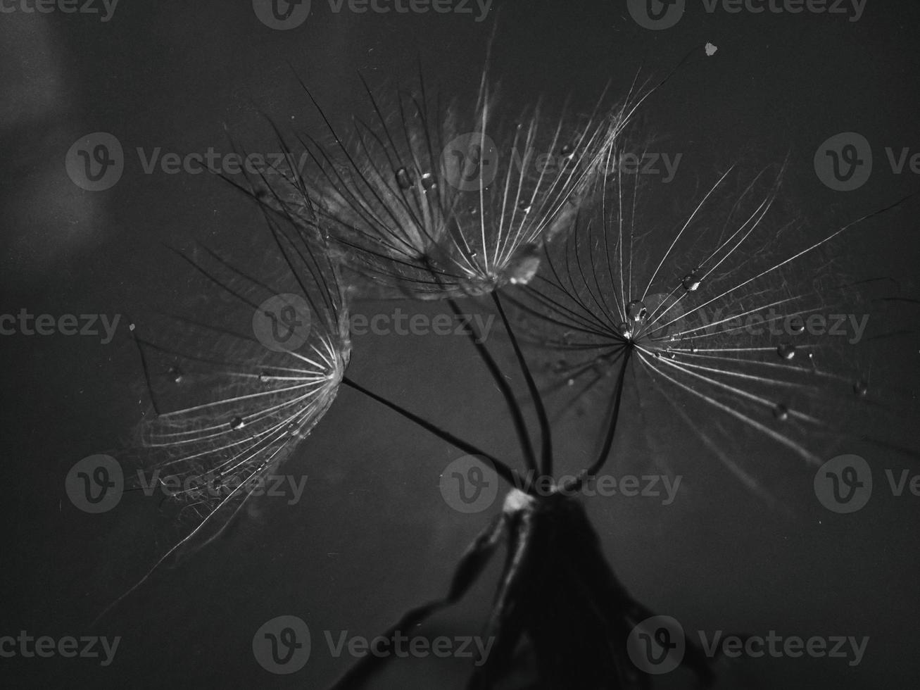 beautiful summer natural flower dandelion in close-up photo