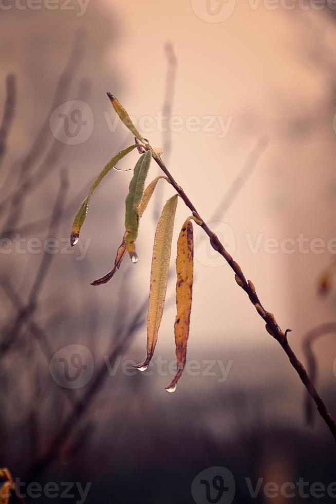 otoño plantas con gotas de agua después el noviembre congelación lluvia foto