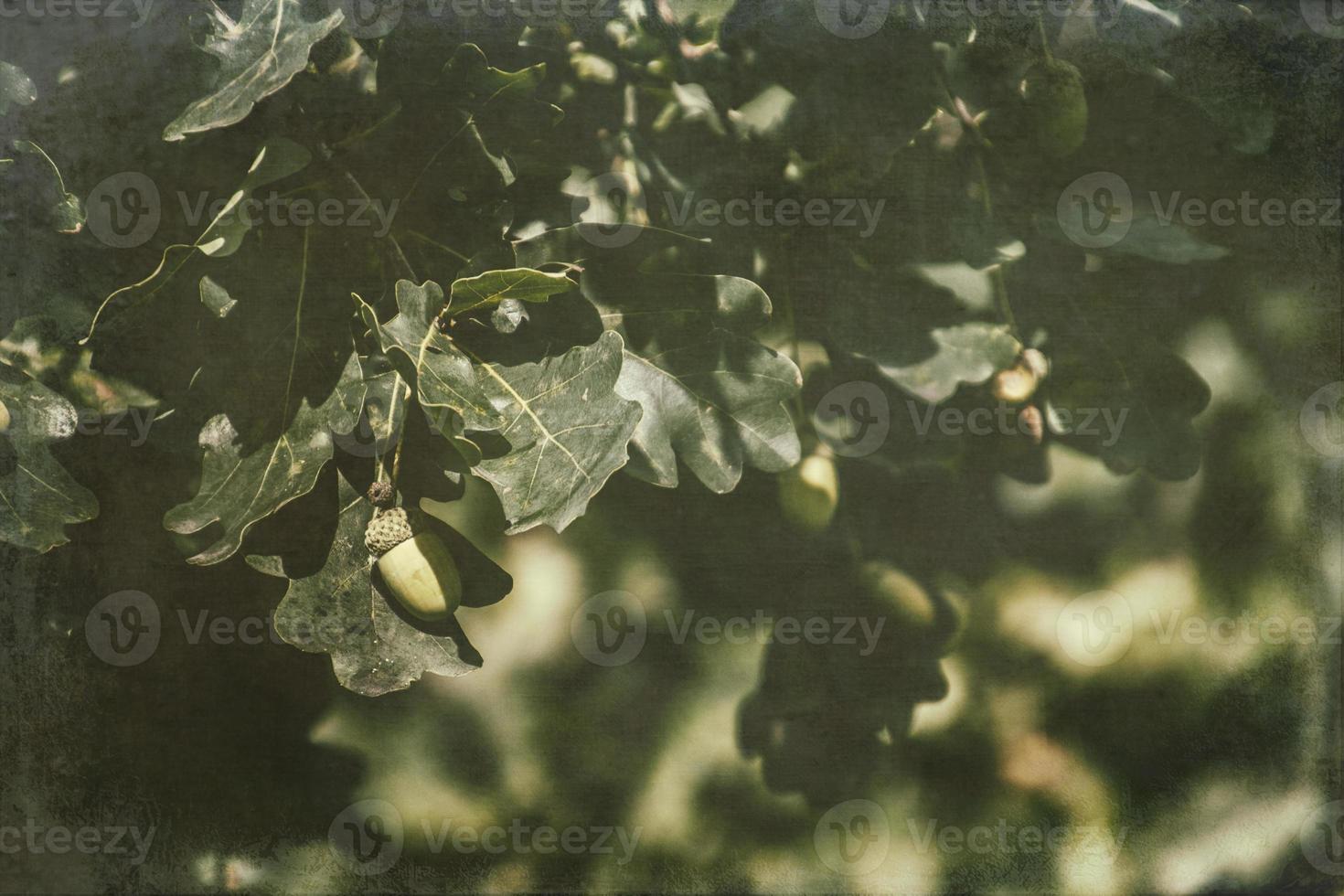 green autumn acorns on the branch of an oak among the leaves photo