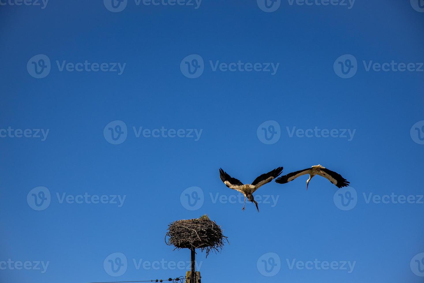 free birds storks on a background of the blue sky in flight fighting for gniazo in the spring photo