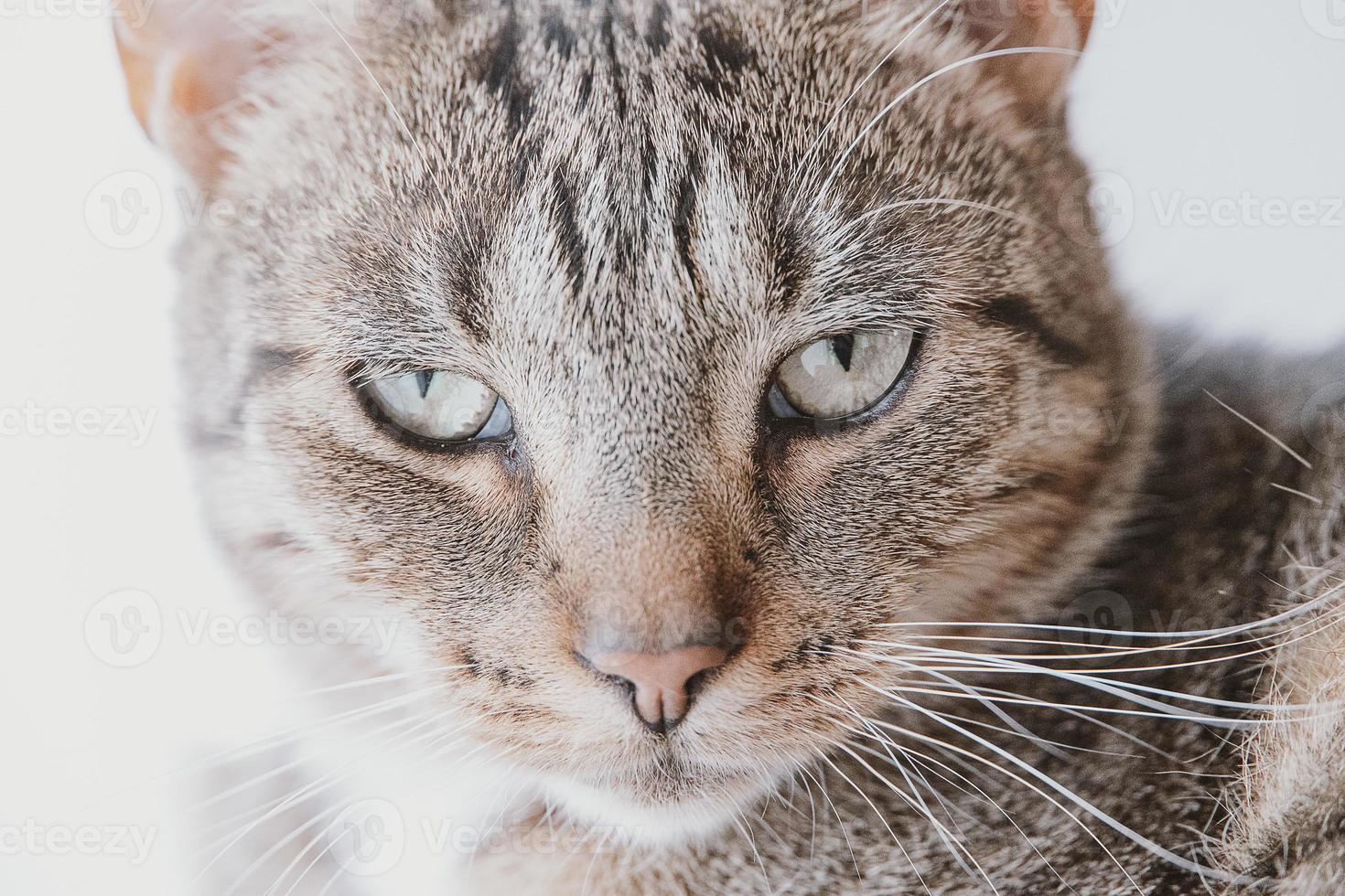 tired gray tabby cat in close-up photo