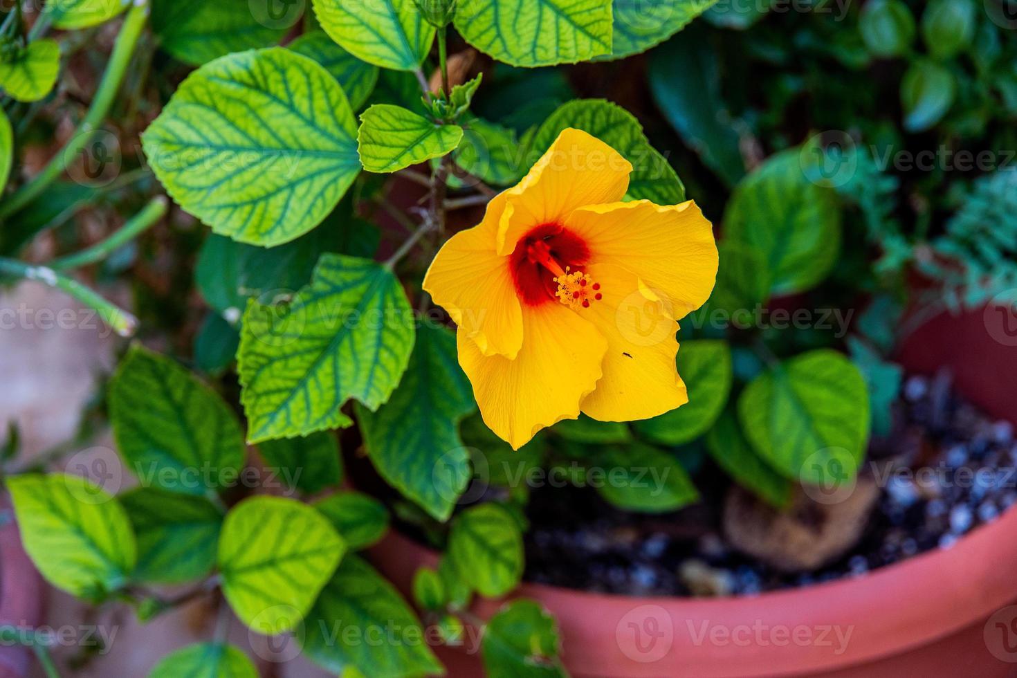 blooming colorful plants from the historic district of Alicante Spain in close-up on a summer day, photo