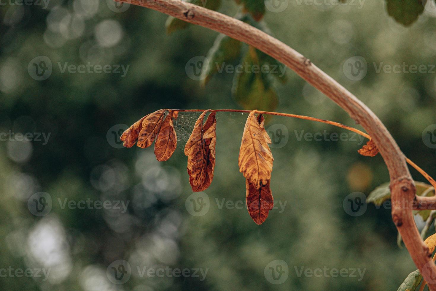 autumn gold brown leaves on a tree on a sunny day with bokeh photo