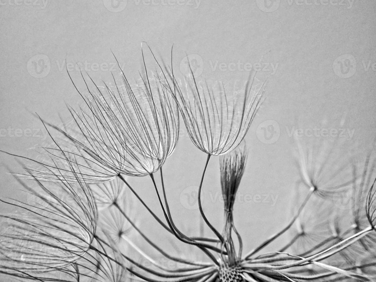 beautiful summer natural flower dandelion in close-up photo