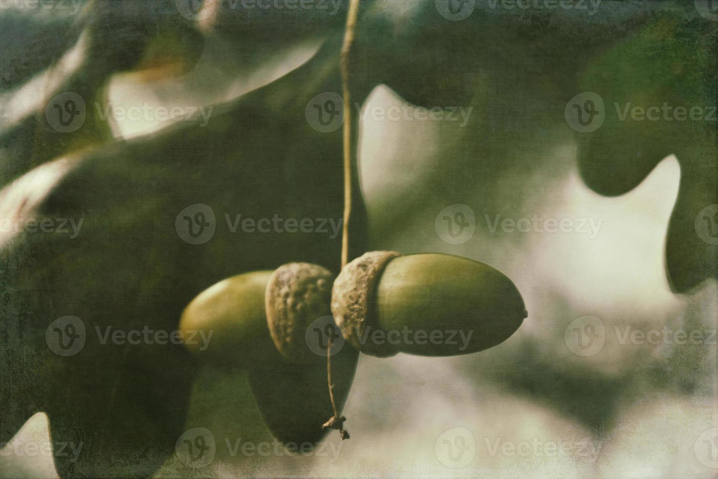 green autumn acorns on the branch of an oak among the leaves photo