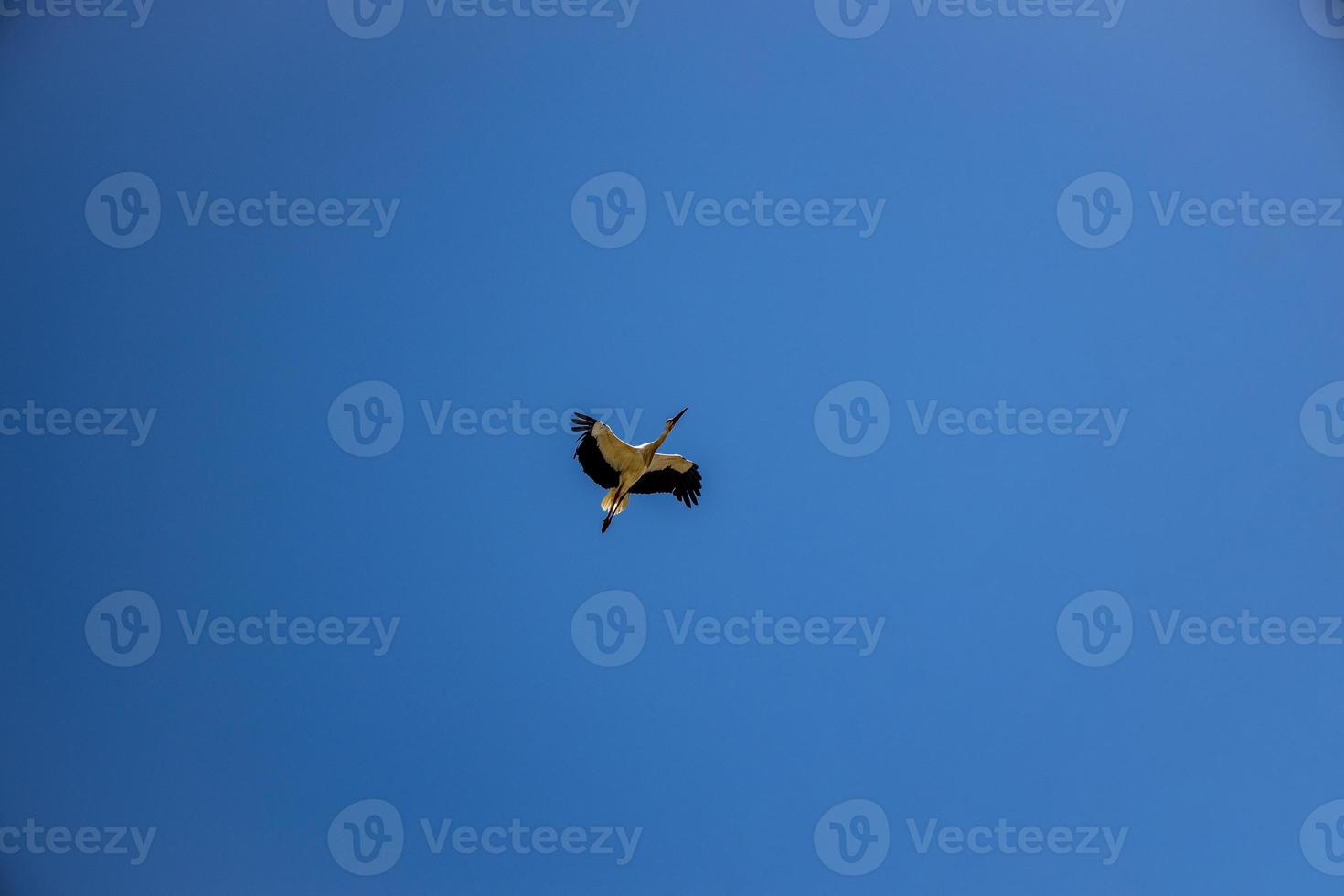 free wild black and white stork in flight against the background of the springtime cloudless blue sky photo