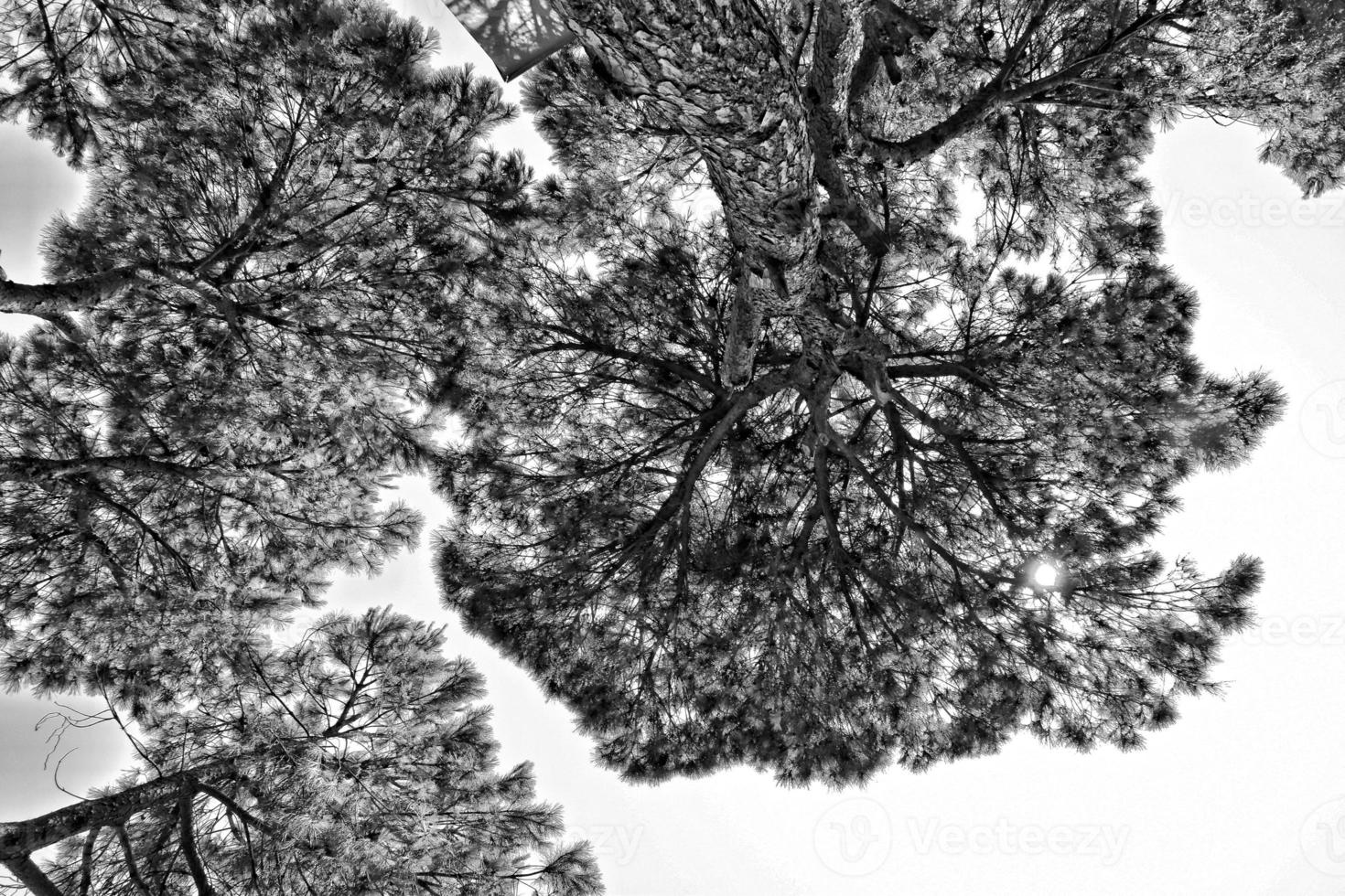 calma verano antecedentes con un despejado azul cielo y verde arboles foto