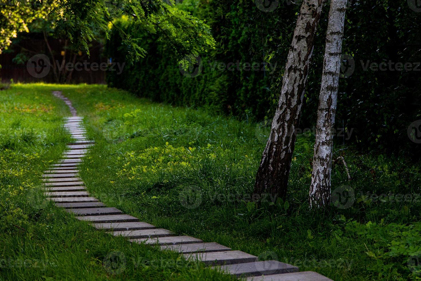 summer landscape stone path among green plants and birches photo