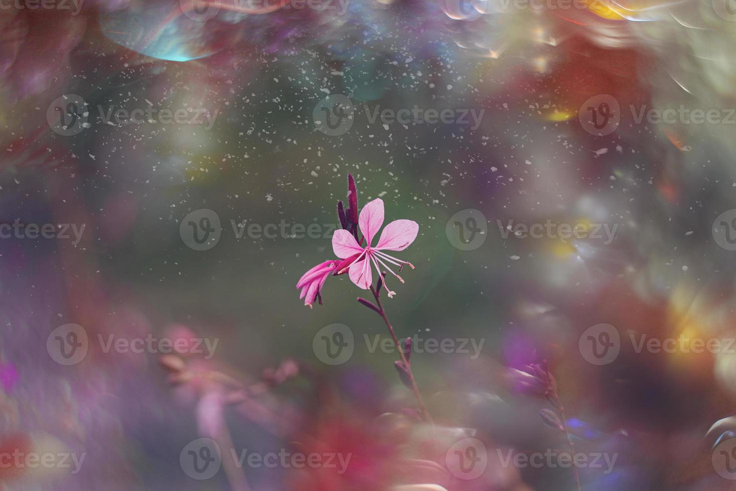 little delicate autumn flowers in the garden on a background with bokeh photo