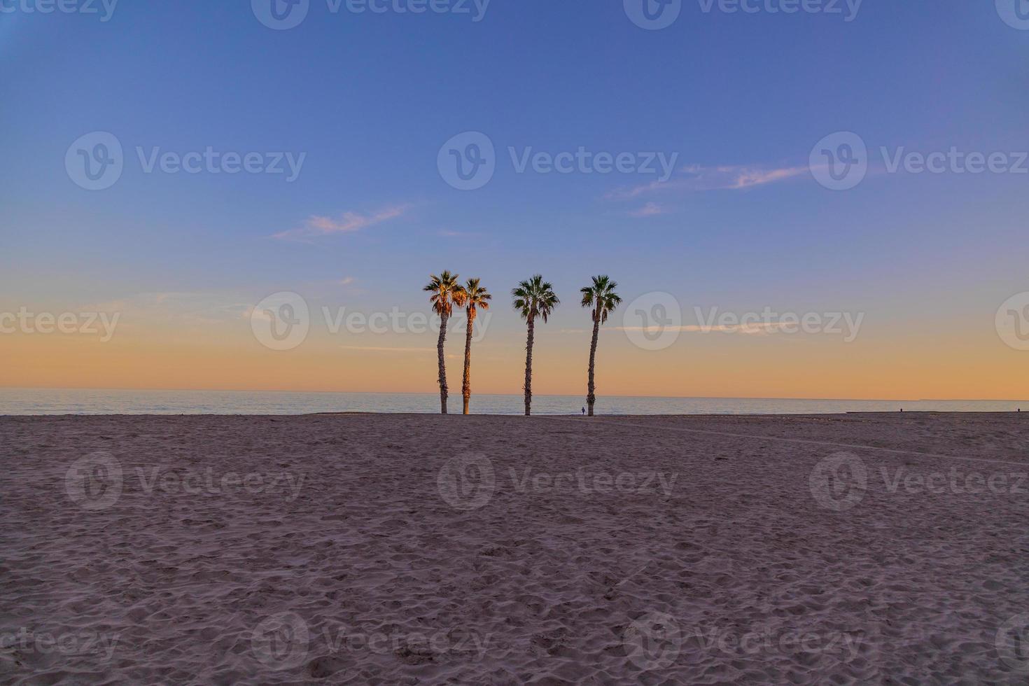 seaside landscape peace and quiet sunset and four palm trees on the beach photo