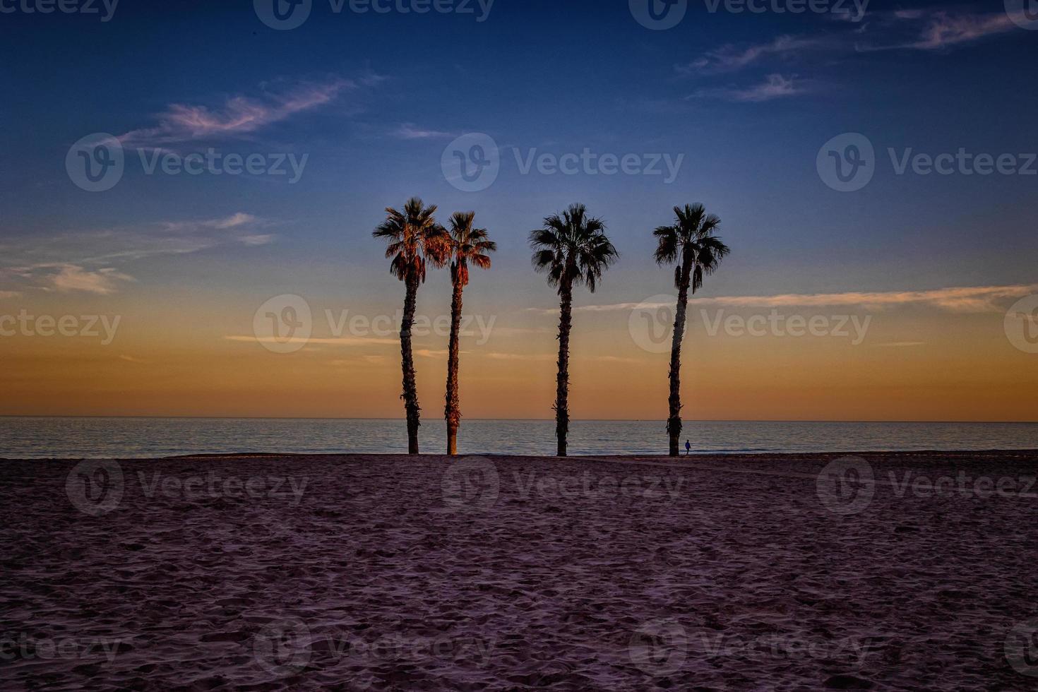 seaside landscape peace and quiet sunset and four palm trees on the beach photo